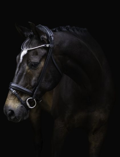 Finesse-trense-til-islaender-og-spring-hest-sort-sort-sølv