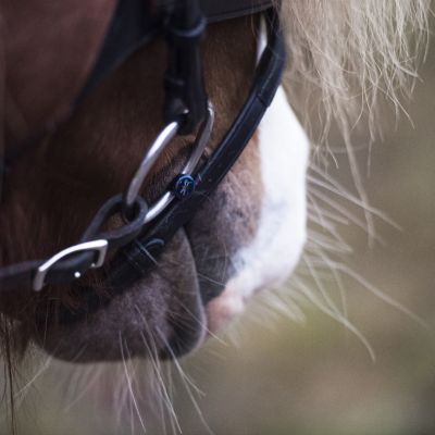 Bid til heste der let får sår
