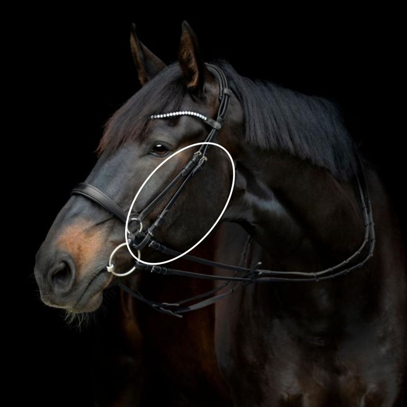 Gentle bridle kindstykke miljø