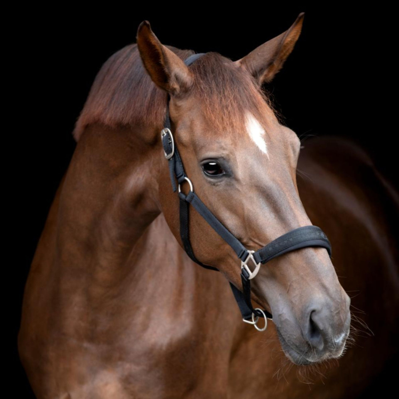 Horseguard Diya Grime | Sort