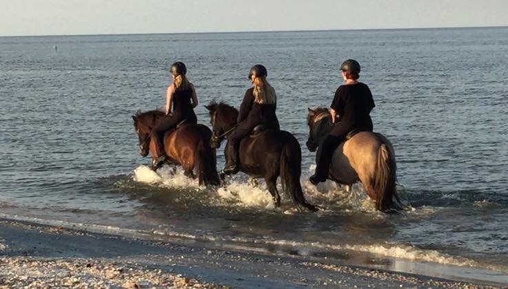 Islandske heste på stranden